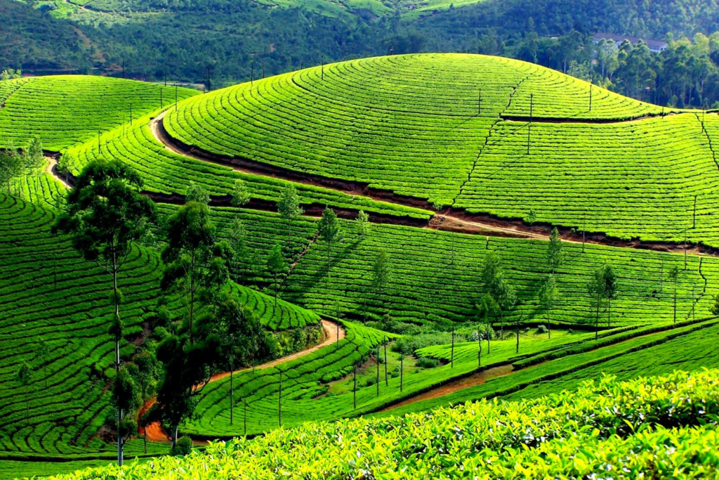 Munnar valley