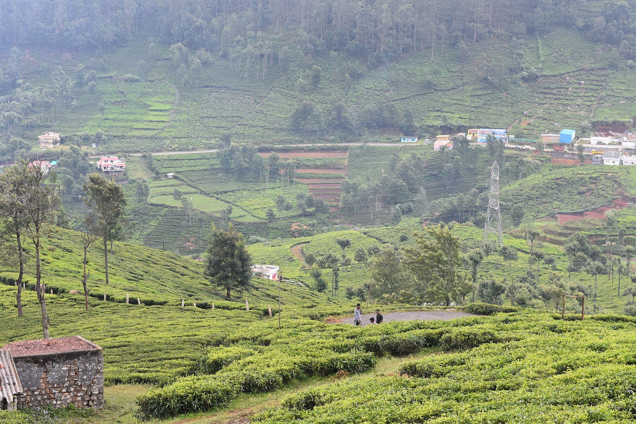 ooty