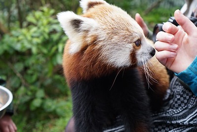 Wellington Zoo Red Panda