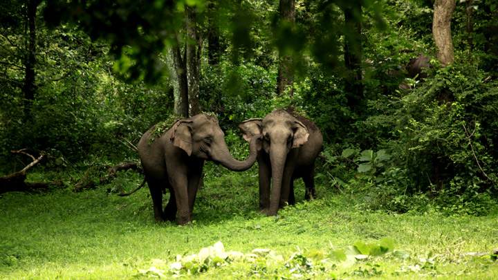 Wayanad wildlife sanctuary