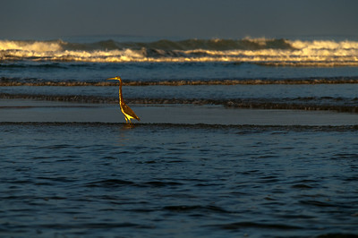 Cigüeña de Playa AvellanasMike Bird