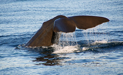 Sperm Whale diving